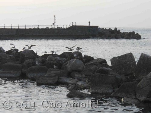 Seagulls in Amalfi