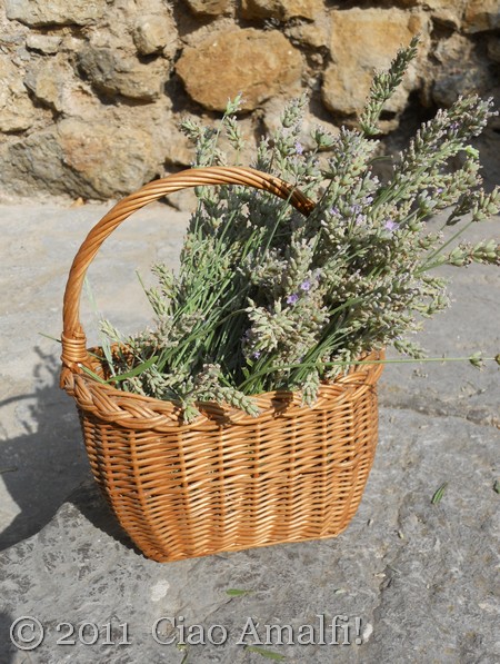 Ciao Amalfi Coast Blog Lavender Harvest 2011 Basket Basket of Lavender