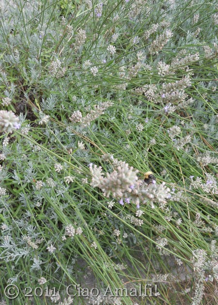 Ciao Amalfi Coast Blog Lavender Harvest 2011 Bee Lavender on the Amalfi Coast