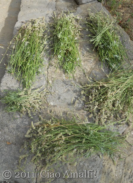 Ciao Amalfi Coast Blog Lavender Harvest 2011 Cut Lavender on the Amalfi Coast