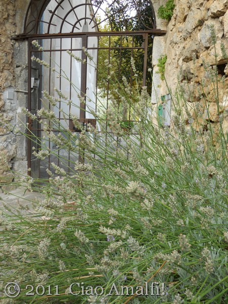 Ciao Amalfi Coast Blog Lavender Harvest 2011 Gate2 Harvesting Lavender on the Amalfi Coast