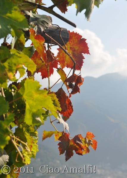 Autumn grape vines on the Amalfi Coast