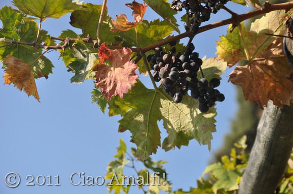 Autumn grape vines on the Amalfi Coast