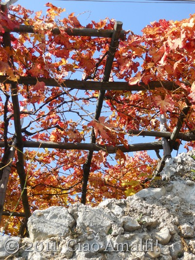 Ciao Amalfi Coast Blog Road Home 8 Autumn grape vines on the Amalfi Coast