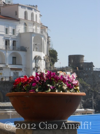 Ciao Amalfi Coast Blog Cyclamen Hotel Marina Riviera Spring flowers in Amalfi