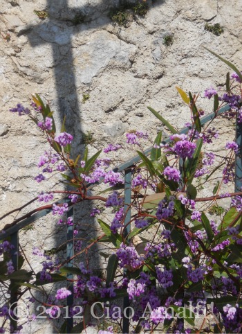 Purple spring flowers on the Amalfi Coast