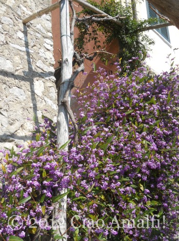 Spring Flowers Amalfi Coast Scala