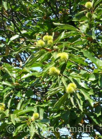 Ciao Amalfi Coast Blog Chestnuts Summer Chestnuts on the Amalfi Coast
