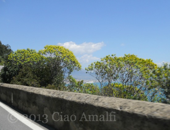 Ciao Amalfi Coast Travel Broom Bushes Ciao Amalfi Coast Travel Broom Bushes