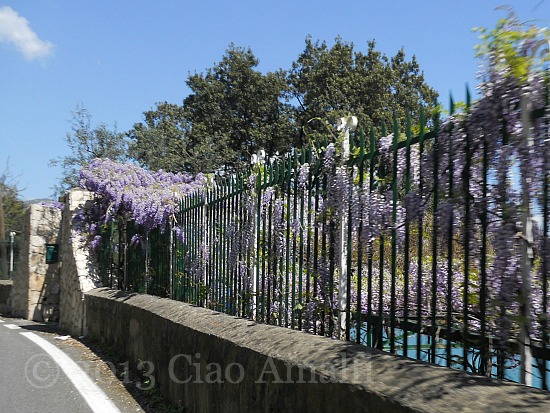 Ciao Amalfi Coast Travel Wisteria Drive Ciao Amalfi Coast Travel Wisteria Drive