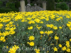 Ciao Amalfi Coast Travel Ravello Villa Cimbrone Yellow Flowers