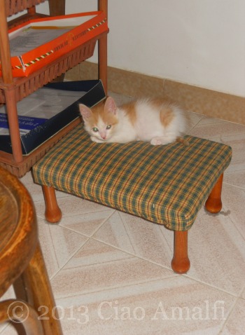 Desk Kitten