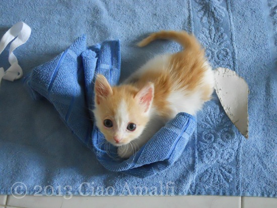 Monday Being Cute on Blue Towels