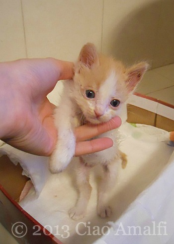 Monday Kitten After Vet