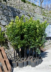 Amalfi Coast Travel Lemon Trees