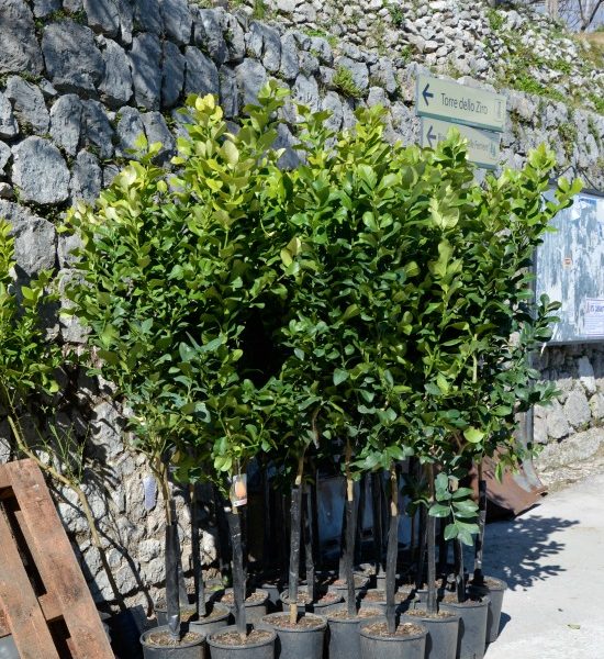 Amalfi Coast Travel Lemon Trees