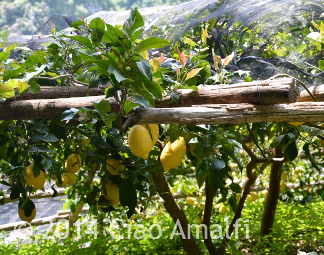 Amalfi Coast Travel Lemons