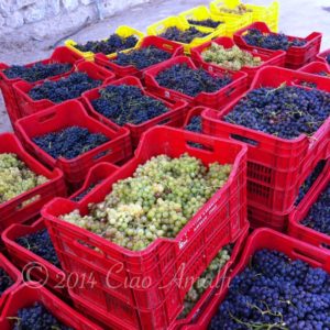 Amalfi Coast Travel Autumn Wine Harvest