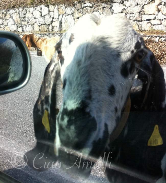 A Curious Goat