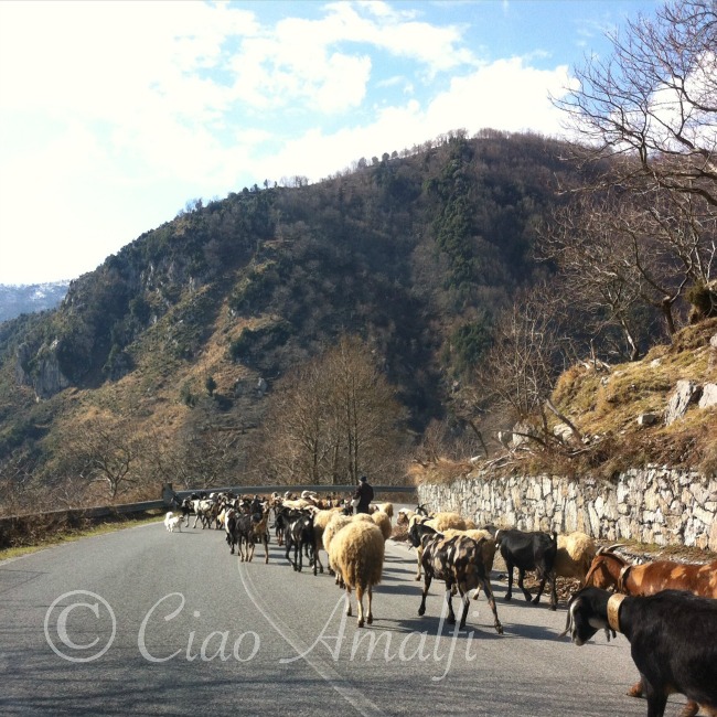 Traffic on the Amalfi Coast