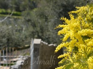 Amalfi Coast Mimosa Blooms