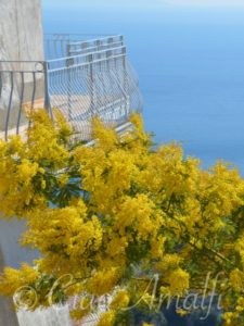 Amalfi Coast Mimosa Blooms Balcony