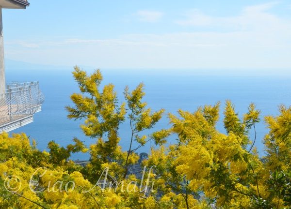 Amalfi Coast Mimosa Blooms Festa della Donna