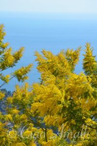 Amalfi Coast Mimosa Blossoms Blue Sea