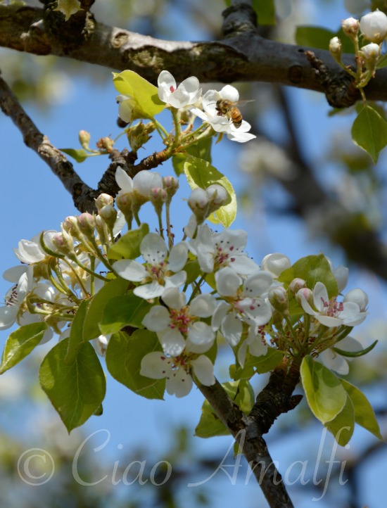 Amalfi Coast Travel Bee on Spring Blossoms