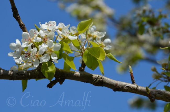 Amalfi Coast Travel Spring Blossoms