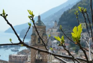 Amalfi Coast Travel Fig Leaves