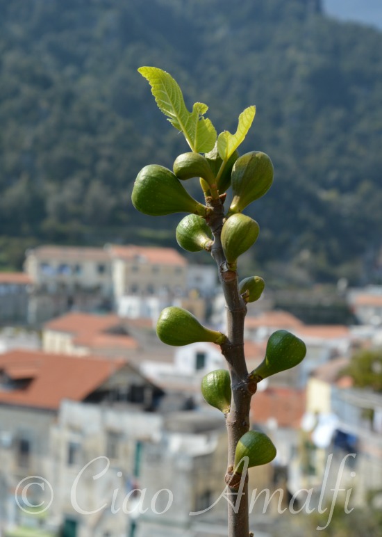 Amalfi Coast Travel Spring Figs