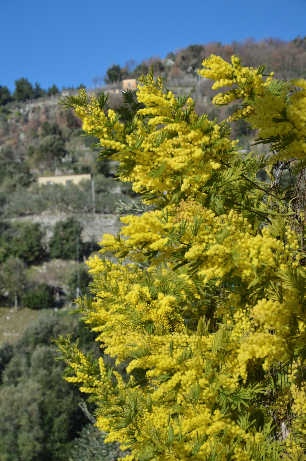 Amalfi Coast Travel Spring Mimosa-2