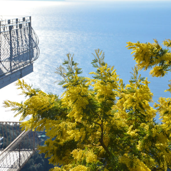 Amalfi Coast Travel Spring Mimosa-4