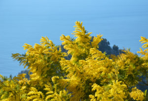 Amalfi Coast Travel Spring Mimosa-7