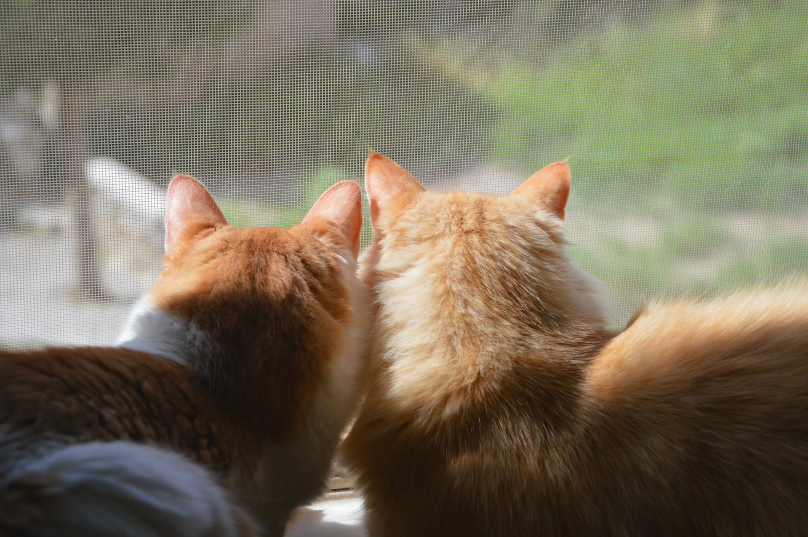 Puffy and Toulouse