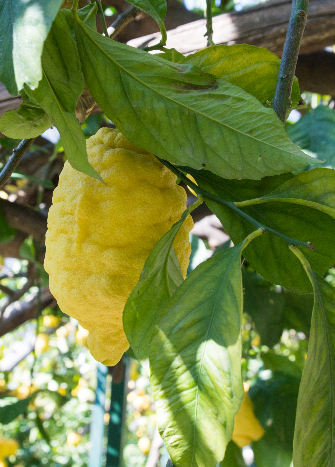 ciao-amalfi-lemon-tour-21