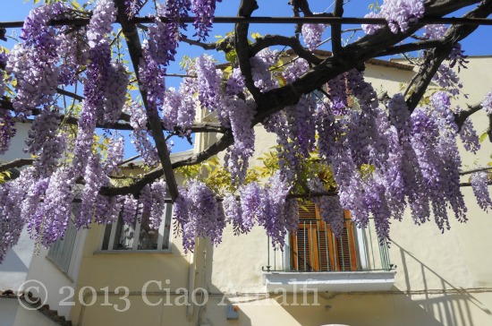 Ciao Amalfi Coast Travel Positano Wisteria Pergola