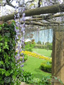 Ciao Amalfi Coast Travel Ravello Villa CImbrone Wisteria Buds