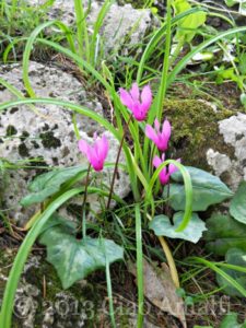 Ciao Amalfi Coast Travel Ravello Villa Cimbrone Cyclamen