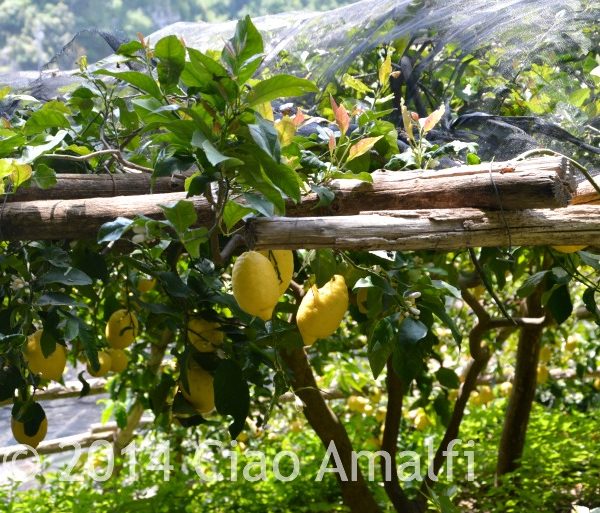 Amalfi Coast Travel Lemons