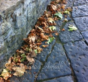 Amalfi Coast Travel Autumn Leaves