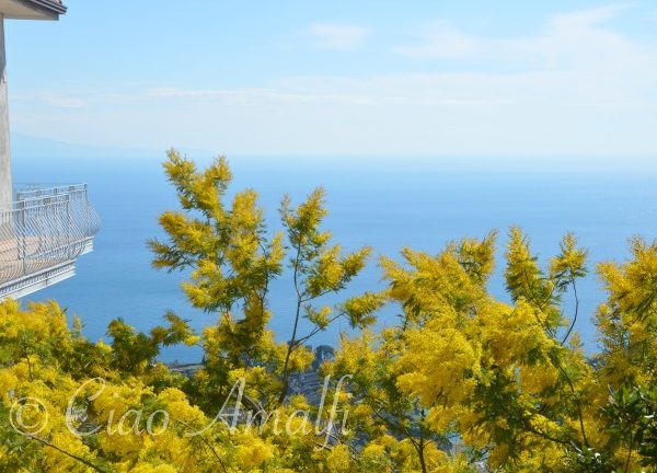 A Burst of Yellow Blooms for International Women’s Day