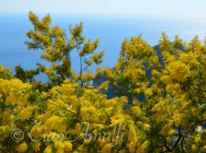 Amalfi Coast Mimosa International Women Day