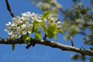 Amalfi Coast Travel Spring Blossoms