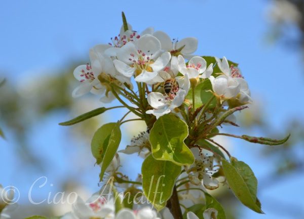 Amalfi Coast Travel Spring Blossoms Bees