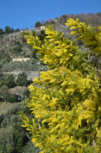 Amalfi Coast Travel Spring Mimosa-2