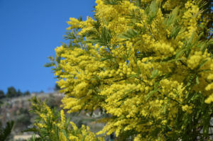 Amalfi Coast Travel Spring Mimosa-3