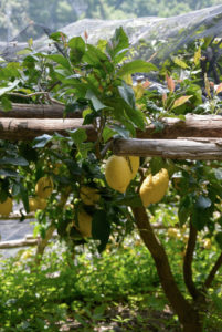 ciao-amalfi-lemons-2