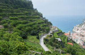 ciao-amalfi-lemons-4